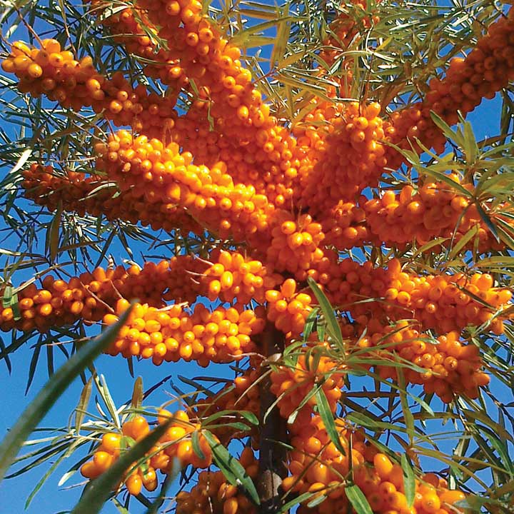 Sea Buckthorn : SUNNY (Female)
