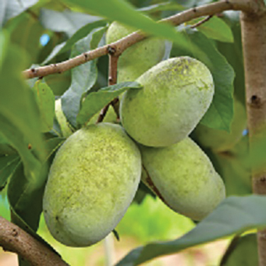 Pawpaw : POTOMAC®