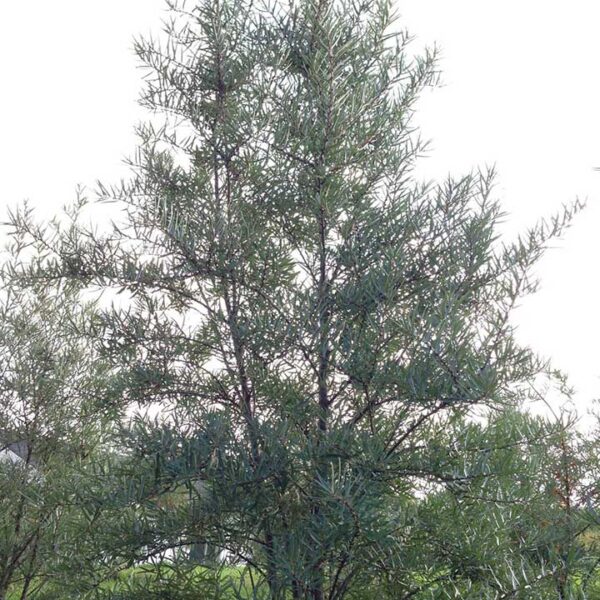 Sea Buckthorn : LORD (Male)