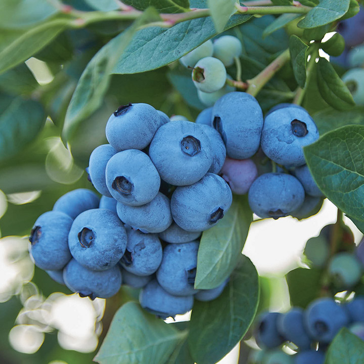 High Bush Blueberry : TOP SHELF