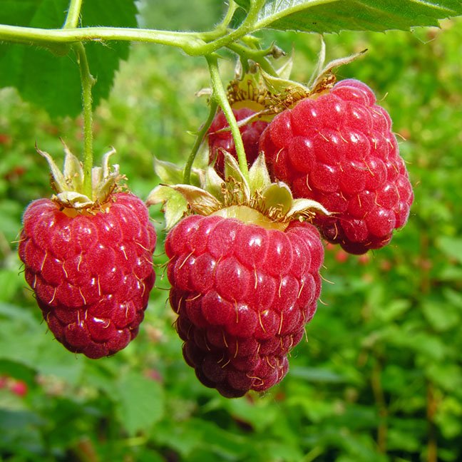 Raspberry Red : JOAN J (Fall Bearing)