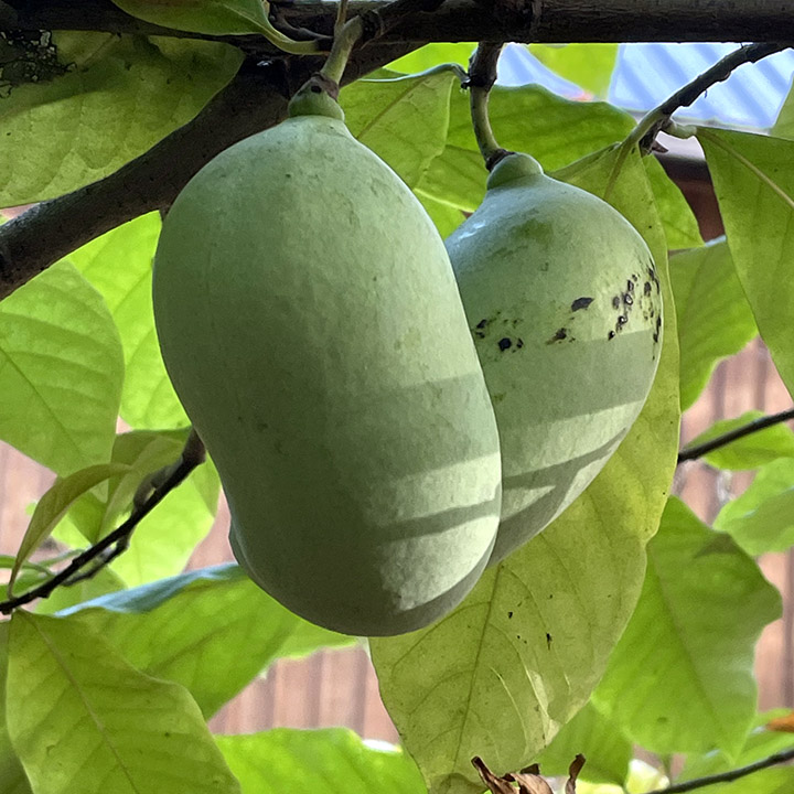 Pawpaw : ALLEGHENY®