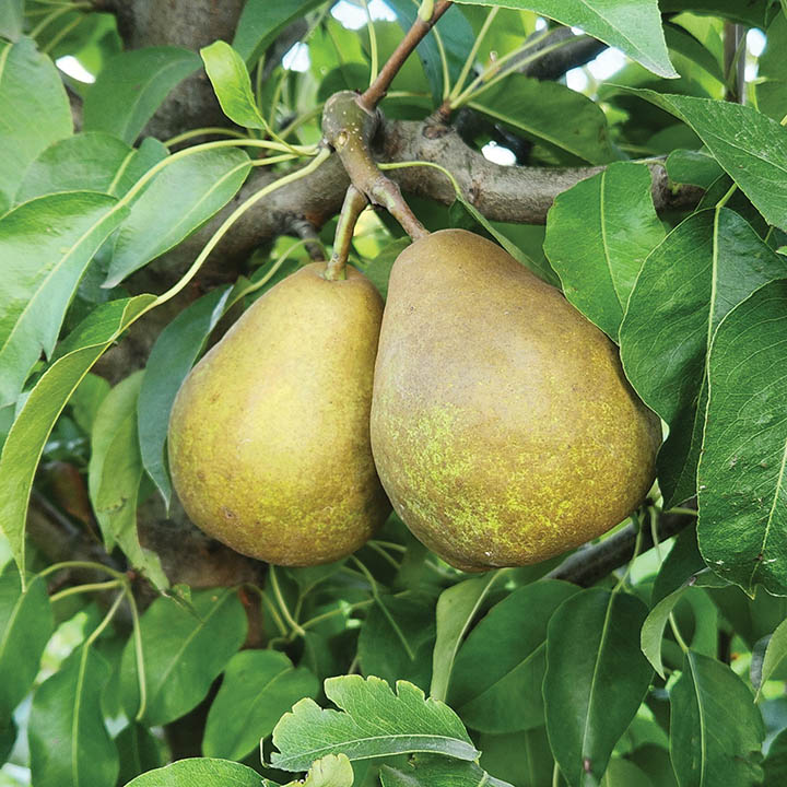 European Pear : POTOMAC