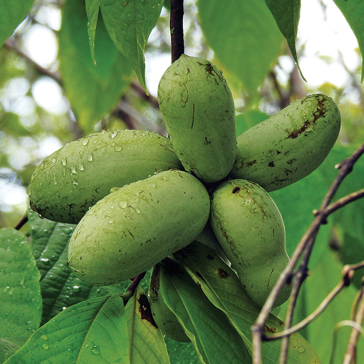 Pawpaw : OVERLEESE