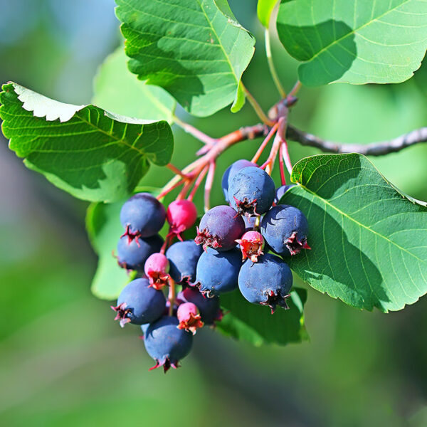 Saskatoon Berry : LEE 3