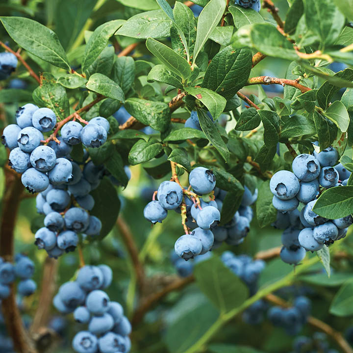 High Bush Blueberry : NORTHLAND