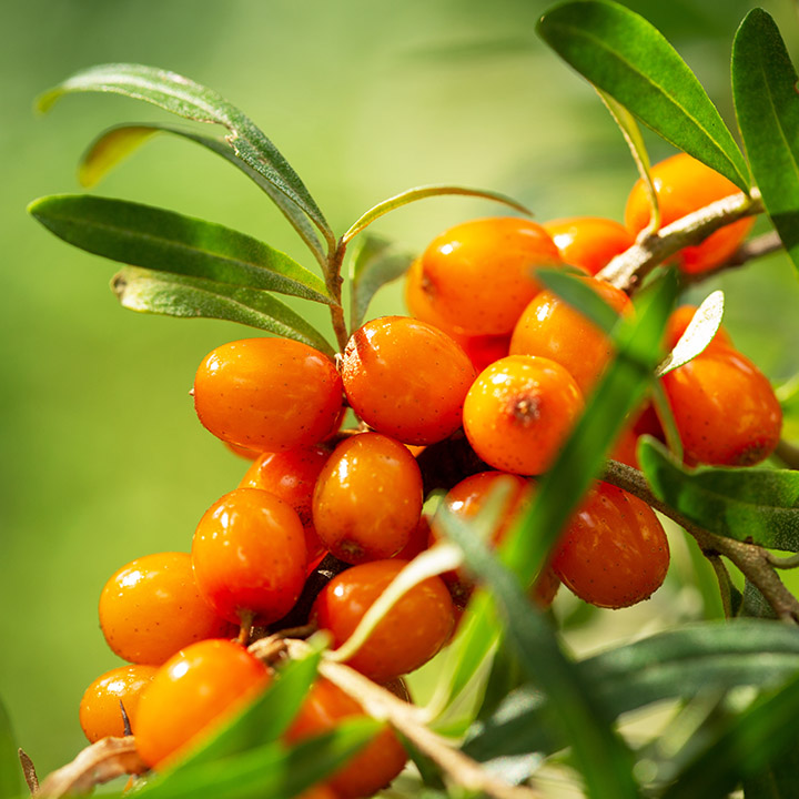 Sea Buckthorn : Orange Energy (Female)