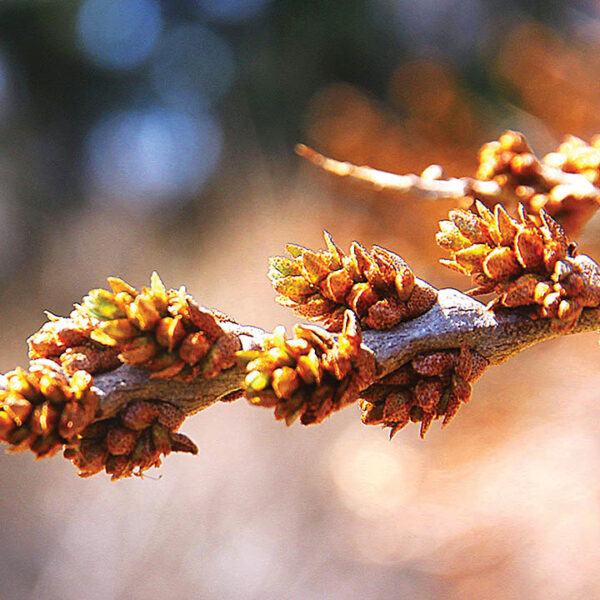Sea Buckthorn : BILLY BOY (Male)