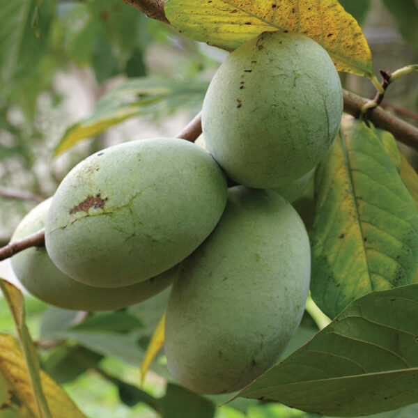 Pawpaw : PA GOLDEN