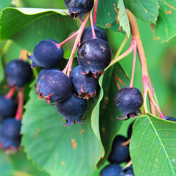 Saskatoon Berry : LEE 8