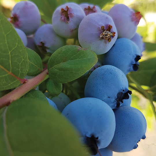 High Bush Blueberry : RAZZ