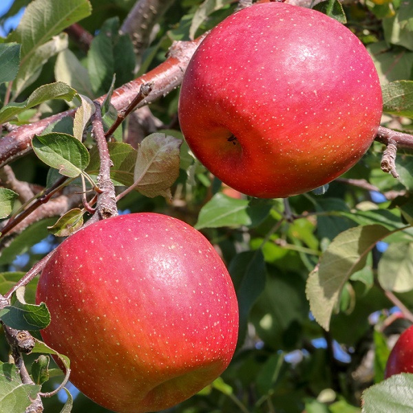 Apple : DAYBREAK™ FUJI