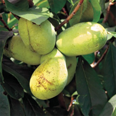 Pawpaw : SUNFLOWER