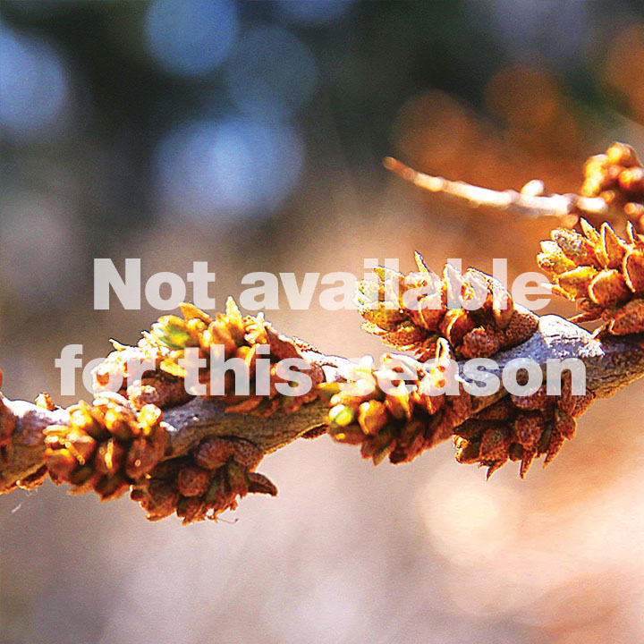 Sea Buckthorn : ORANGE SEPTEMBER (Female)