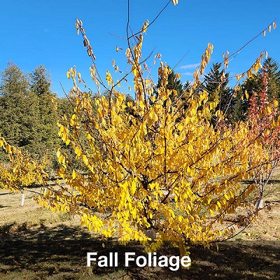 American Hybrid Plum : UNDERWOOD  Semi-Dwarf (Mustang) (Orchard Grade)