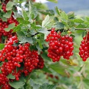 Currant : RED LAKE 1 year old plant