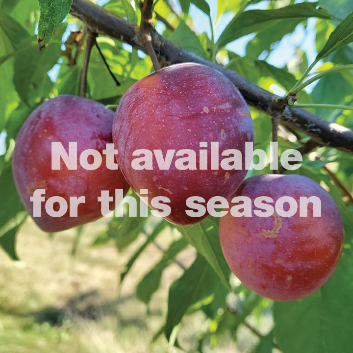 American Hybrid Plum : WANETA (Not available this season)