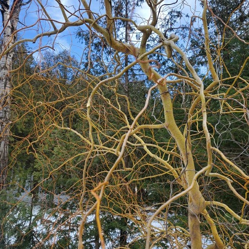 Willow : SCARLET CURLS