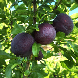 AU ROSA JAPANESE PLUM - Semi-Dwarf (St. Julien A), Orchard Grade