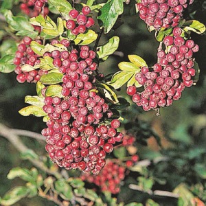 Mountain Ash : IVAN'S BEAUTY