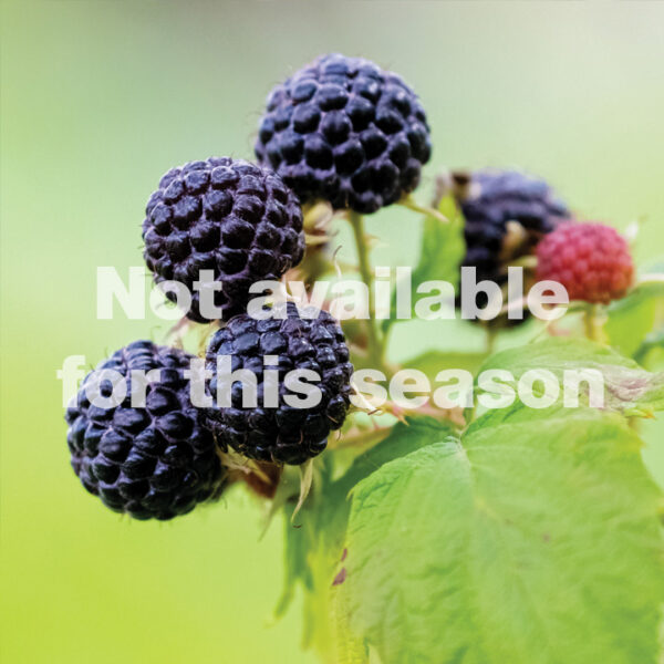 Raspberry - Whiffletree Farm & Nursery