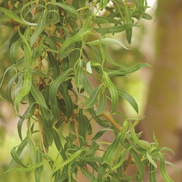 Willow : GOLDEN CURLS