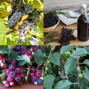 Small Fruits on sale