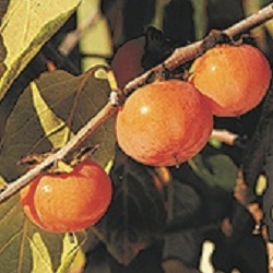 Persimmon : MEADER - 60-90cm (2-3') 3 gallon pot, First