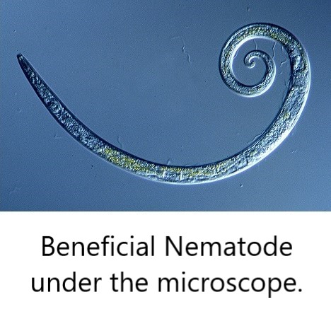 GUARDIAN FOR ORCHARDS