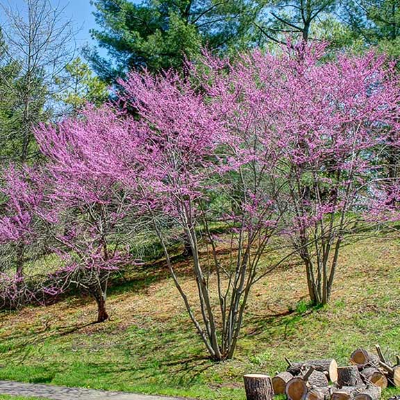 Eatern Redbud : MN STRAIN 60-90cm (24-36") plant