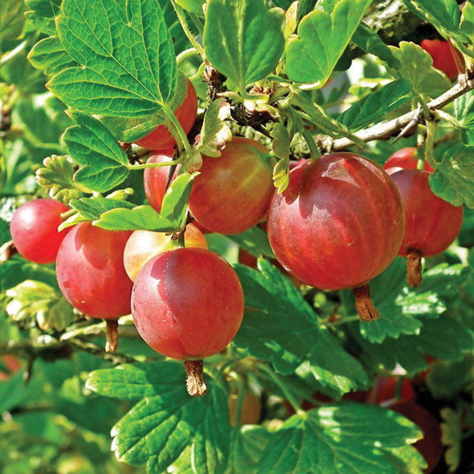 Gooseberry : JEWEL&trade;  2 year old plant