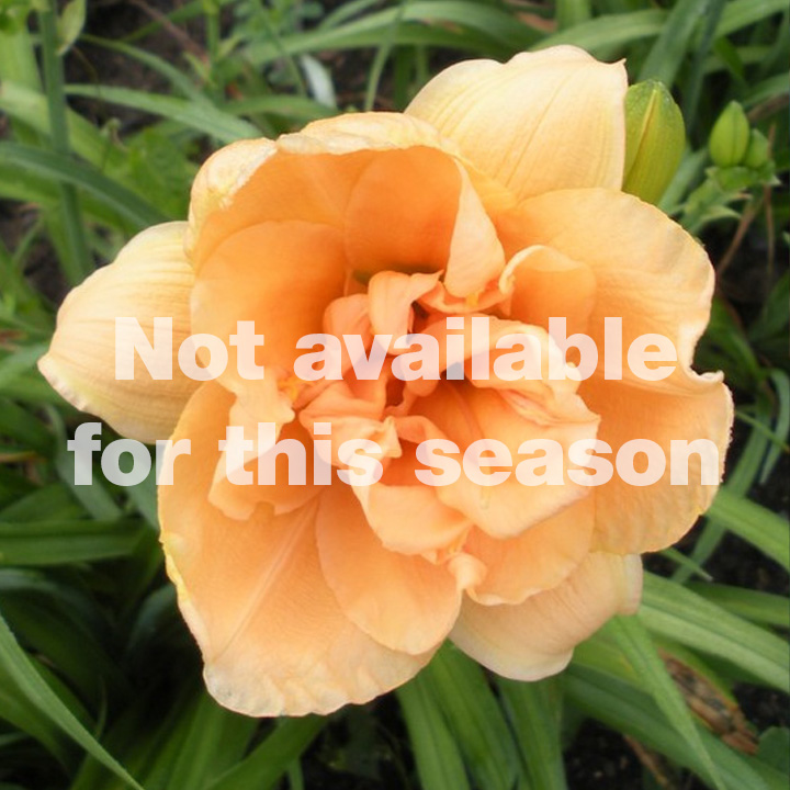 Daylily : PEACH MAGNOLIA  1 gallon pot (Not Available This Season)