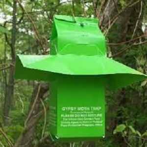 GYPSY MOTH TRAP KIT