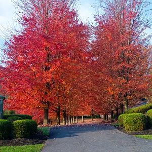 Maple : AUTUMN BLAZE