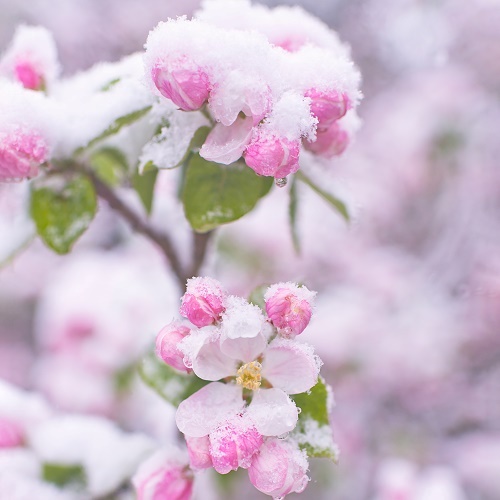 KDL&reg;0-1-24 FROST SHIELD