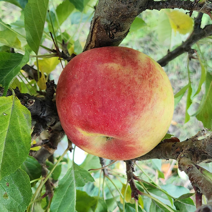 URBAN TASTY RED® COLUMNAR APPLE - Whiffletree Farm & Nursery