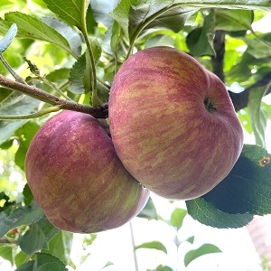 CONESTOGO APPLE - Dwarf (B10), Orchard Grade