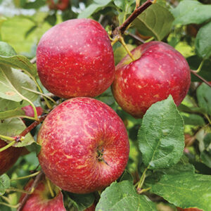 Apple : FROSTBITE - Semi-Dwarf (G969), First