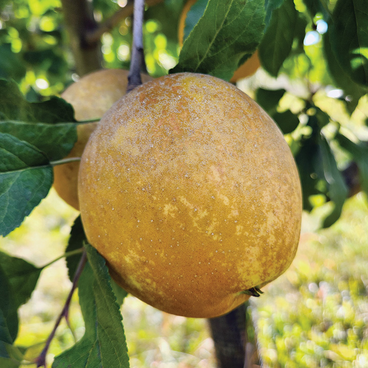 HUDSON'S GOLDEN GEM APPLE - Whiffletree Farm & Nursery