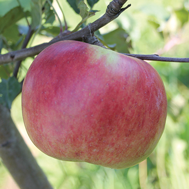 PRAIRIE SENSATION APPLE (Not available this season) - Whiffletree