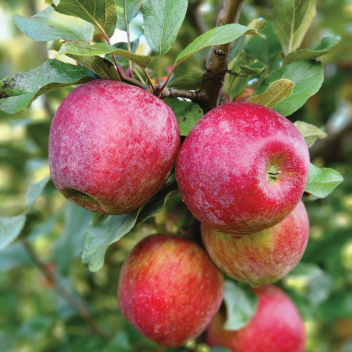 SWEET SIXTEEN APPLE - Whiffletree Farm & Nursery