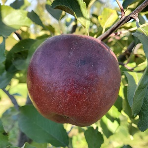 Apple Scionwood : WINECRISP