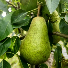 Pear Scionwood : PARAGON