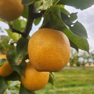 YOINASHI ASIAN PEAR - Large Semi-Dwarf (OHxF 97), First