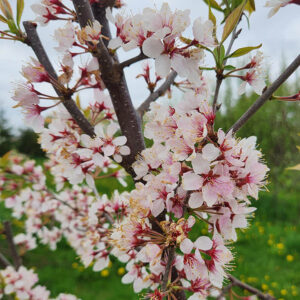 CANWOOD AMERICAN HYBRID PLUM - Semi-Dwarf (Mustang), First