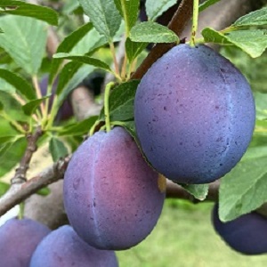 Plum(European) Scionwood : CASTLETON