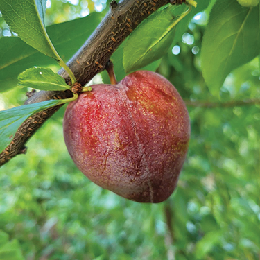 ELEPHANT HEART JAPANESE PLUM - Whiffletree Farm & Nursery