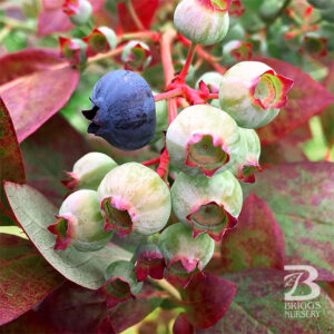 Half High Blueberry : CABERNET SPLASH™ (Vacbri 1) - 5 Gallon Pot PICKUP ONLY