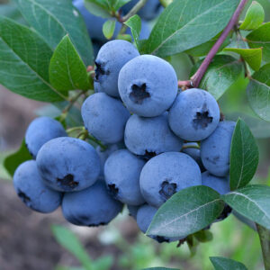 High Bush Blueberry : NELSON - 1 Gallon Pot