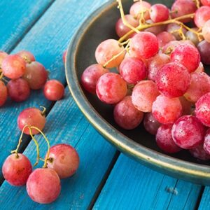 Seedless Grape : CANADICE - 2 year old vine